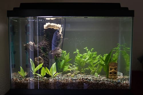 Empty Fish Tank